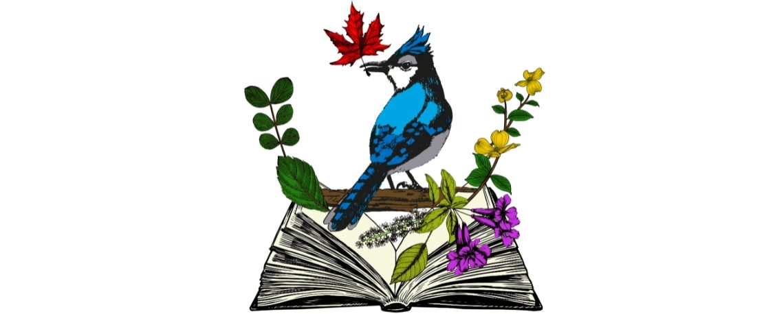 Blue Jay holding a maple leaf.