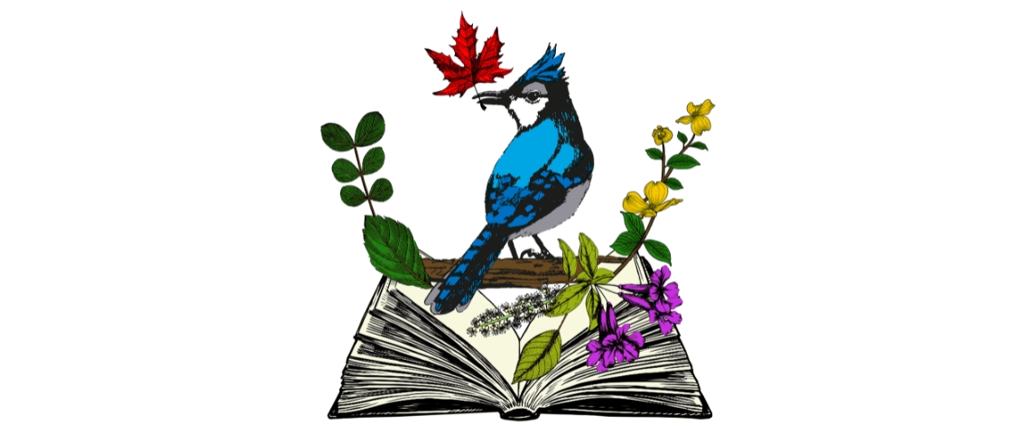 Arrendajo azul sosteniendo una hoja de arce.